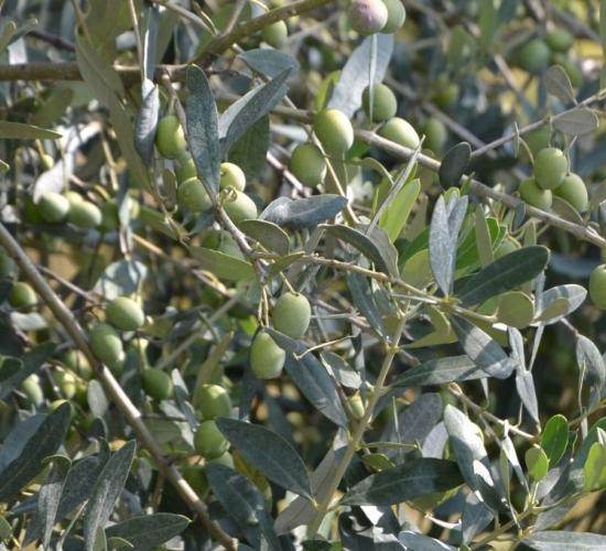 Prime olive da redoro, eccellenza veneta